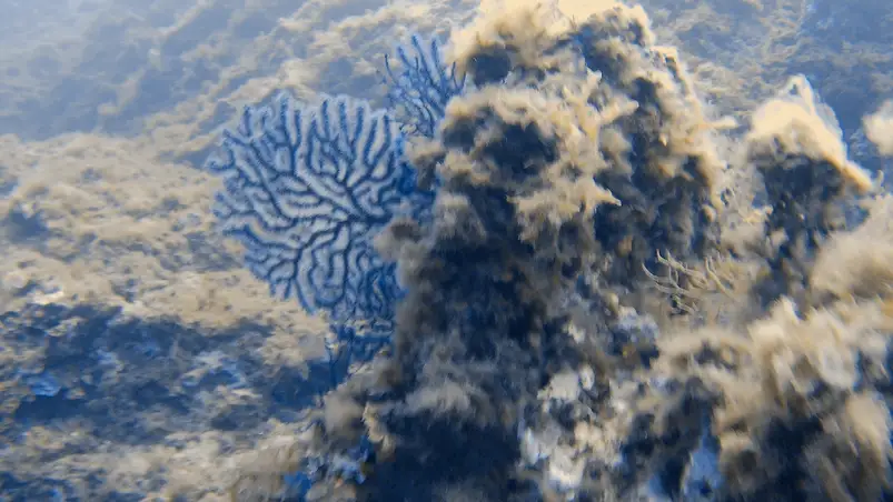 Unterwasserwelt rund um Hyères, Frankreich