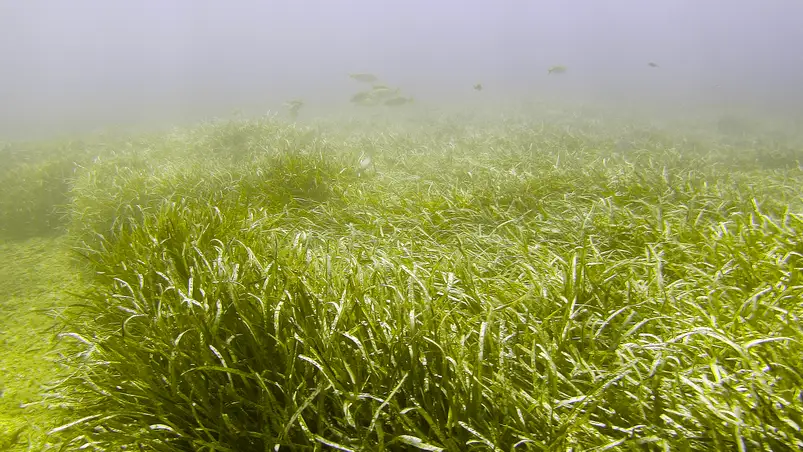 Unterwasserwelt rund um Hyères, Frankreich