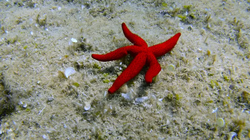 Unterwasserwelt rund um Hyères, Frankreich