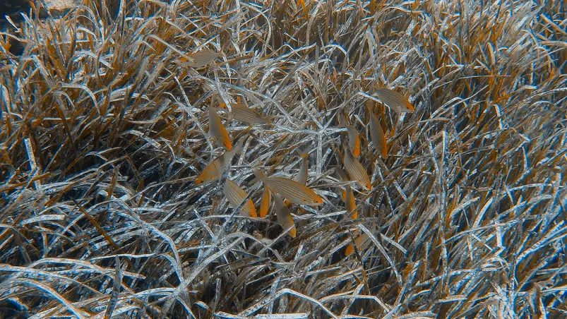 Unterwasserwelt rund um Hyères, Frankreich
