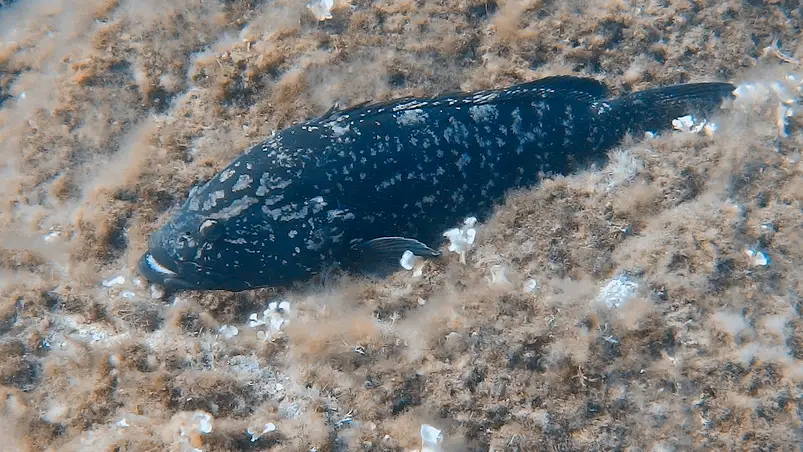 Unterwasserwelt rund um Hyères, Frankreich