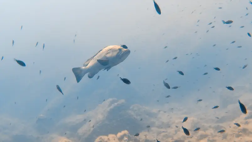 Unterwasserwelt rund um Hyères, Frankreich